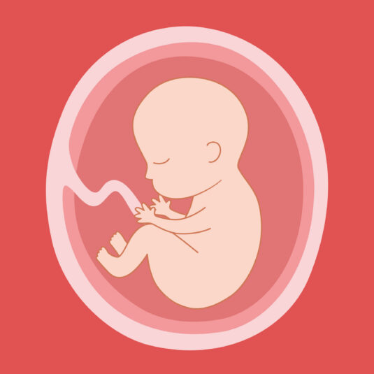 Simple illustration of a baby in the womb connected by an umbilical cord.